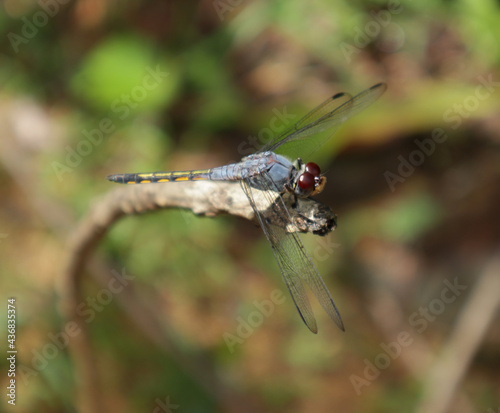 Overhead view of a violet dropwing dragonfly sitting on a dry stick