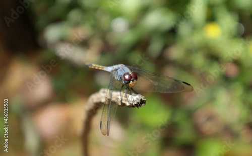 Extreme close of a Trithemis annulata ( purple blushed darter) dragonfly's rear parts including face,foreground in focus