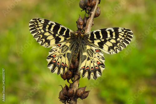 Farfalla Polissena (Zerynthia cassandra),ritratto ad ali aperte photo