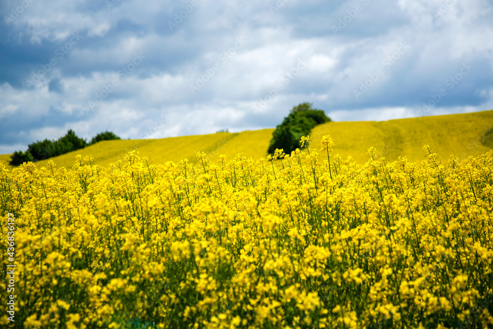 picturesque rural landscape with rapeseed fields and dramatic sky