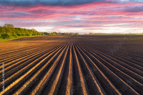 Agricultural field with even rows in the spring photo