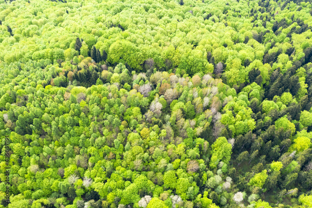 Aerial drone photo looking down on magical spring summer fores