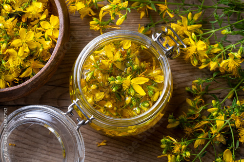 Preparation of St. John's wort oil from fresh blooming Hypericum perforatum plant