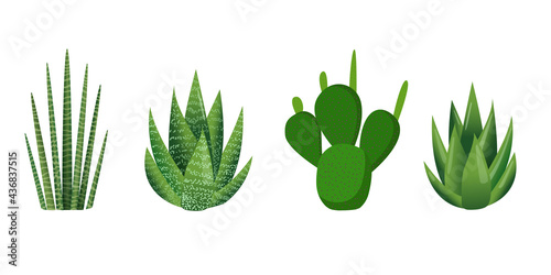 Succulents. Set of green plants. Vector illustration of aloe, cactus, haworthia, sansevieria isolated on white background. Trendy home decor with plants, urban jungle.