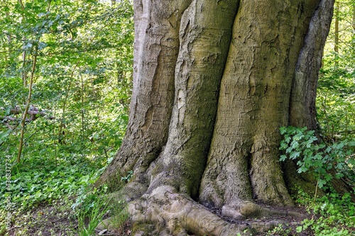 The trunk of a mighty old beech tree