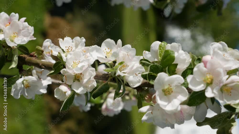 Apple tree President columnar with white flowers in spring bloom. Spring Flowers. Flowering in the garden trees, against the background of blooming white flowers. Vertical footage Apple tree President columnar with white flowers in spring bloom. Spring Flowers. Flowering in the garden trees, against the background of blooming white flowers. Vertical footage