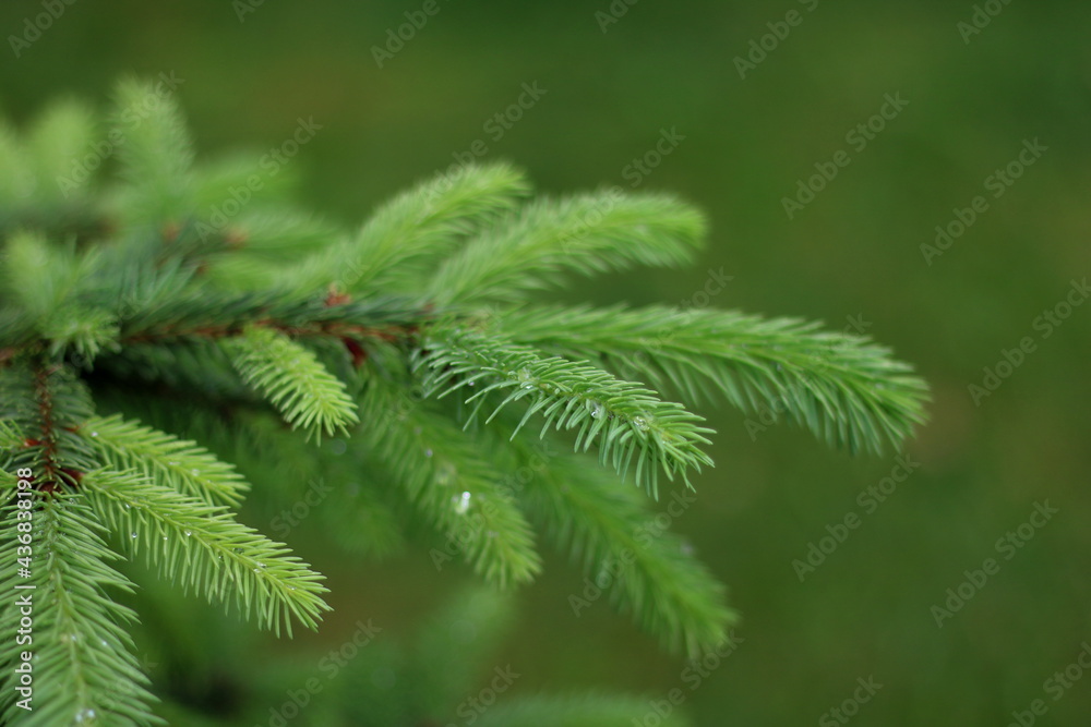 Christmas fir tree branches Background. Christmas pine tree wallpaper
Christmas fir tree branches Background. Christmas pine tree wallpaper