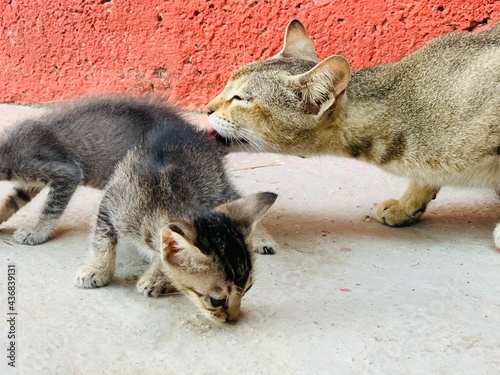 mother cat cleaning its kitten