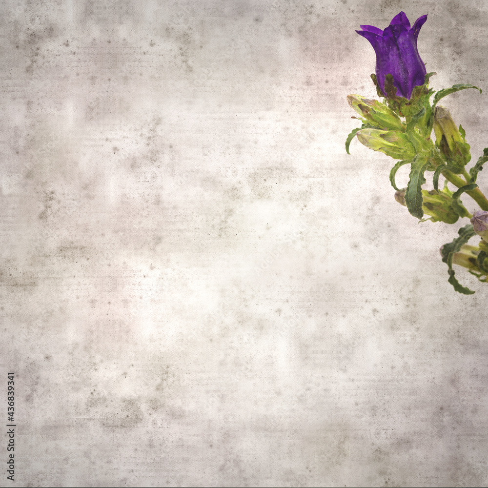 square stylish old textured paper background with dark blue bellflower
square stylish old textured paper background with dark blue bellflower