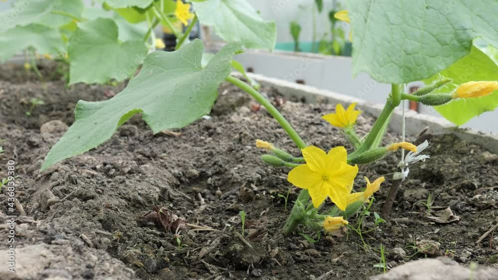 green cucumber plant bloomed in the greenhouse 2021