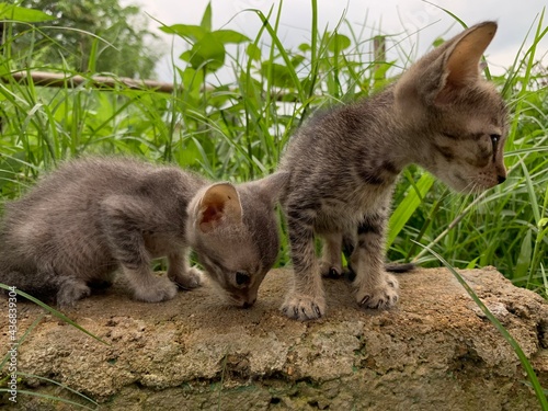 Two kitten in garden