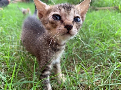 Kitten