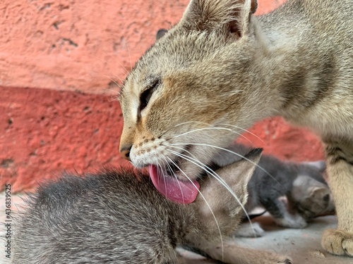 Cleaning kitten by mother