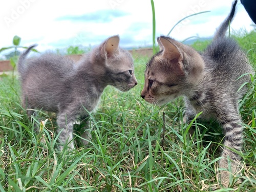 Kittens playing in the garden