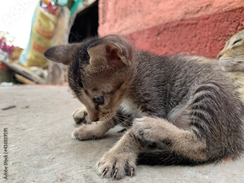 Kitten looking for something