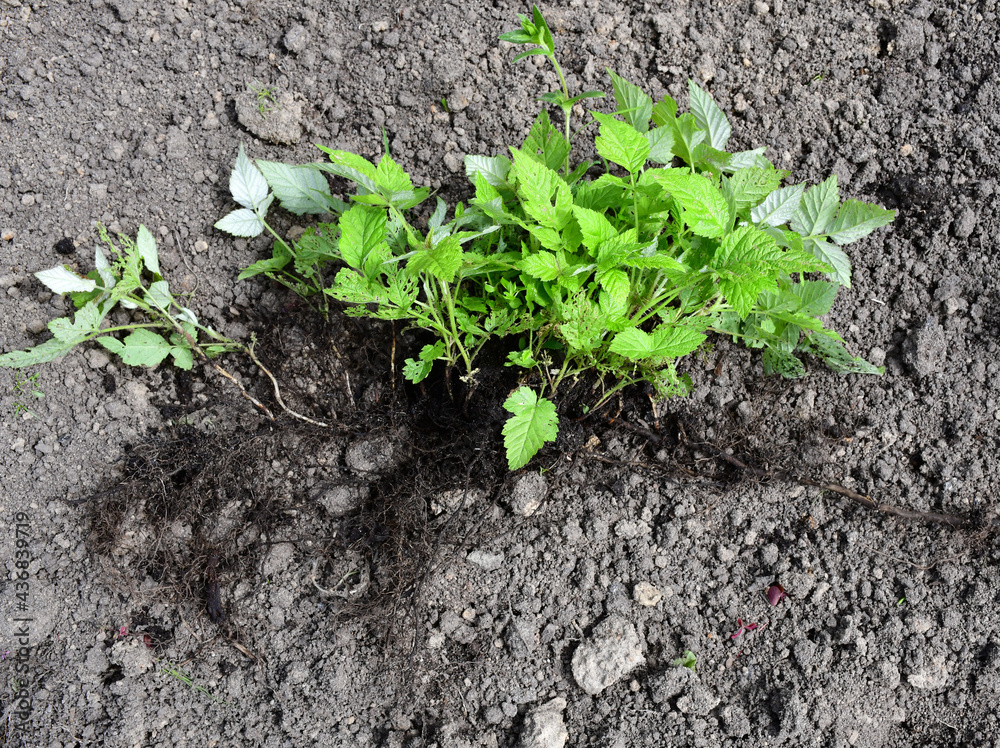 A young raspberry plant with roots. Rhizome with shoots. Vegetative