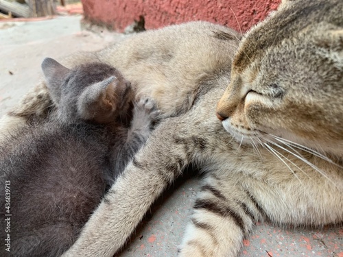Breast feeding mother and kitten