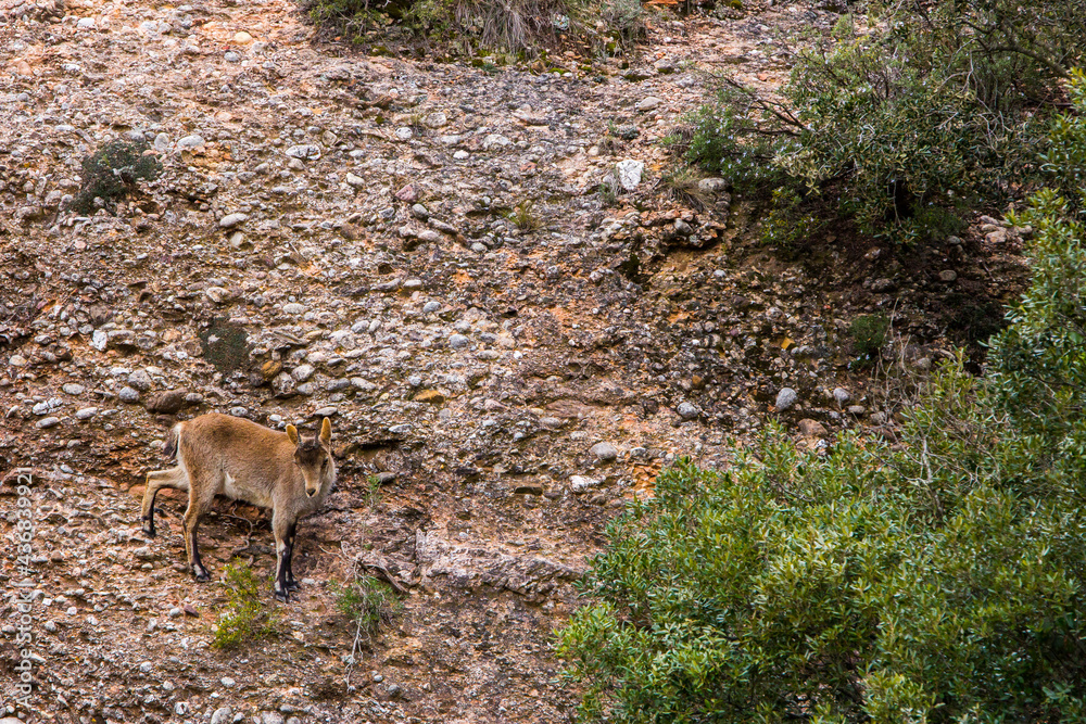 Mountain goat in Montserrat mountain, Barcelona, Spain Mountain goat in Montserrat mountain, Barcelona, Spain