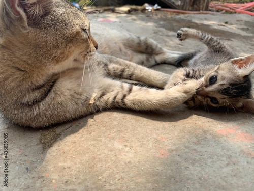 Kitten playing with mother