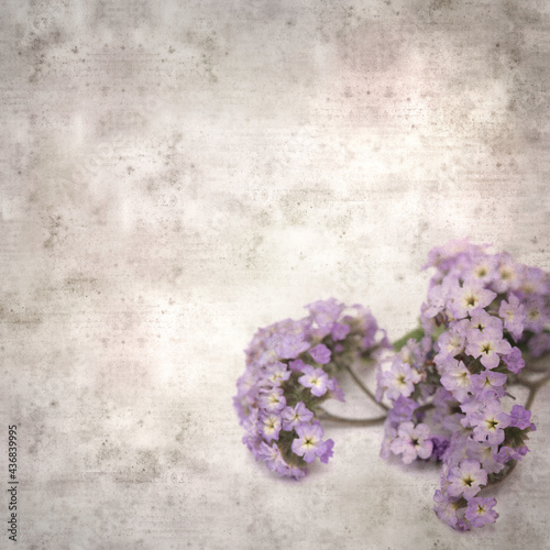square stylish old textured paper background with small branch of light lilac garden Heliotrope 