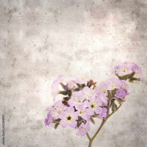 square stylish old textured paper background with small branch of light lilac garden Heliotrope