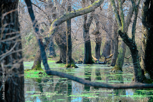 Marsh and floodplain (longoz ormani) in Karacabey Bursa. Small pond and water behind the huge body of trees. Many types of plants. Body of tree and its reflection on the water and pond in marshy area.