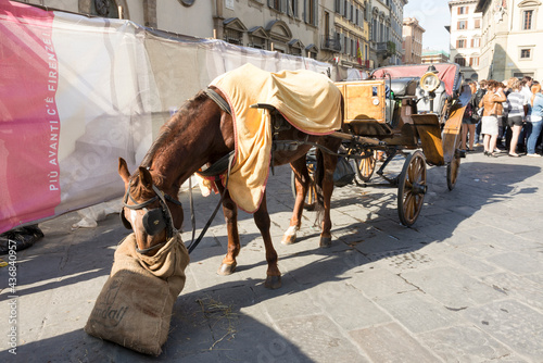 Tourists visiting the sights on the Piazza San Giovanni and del Duomo.Horse eating hay