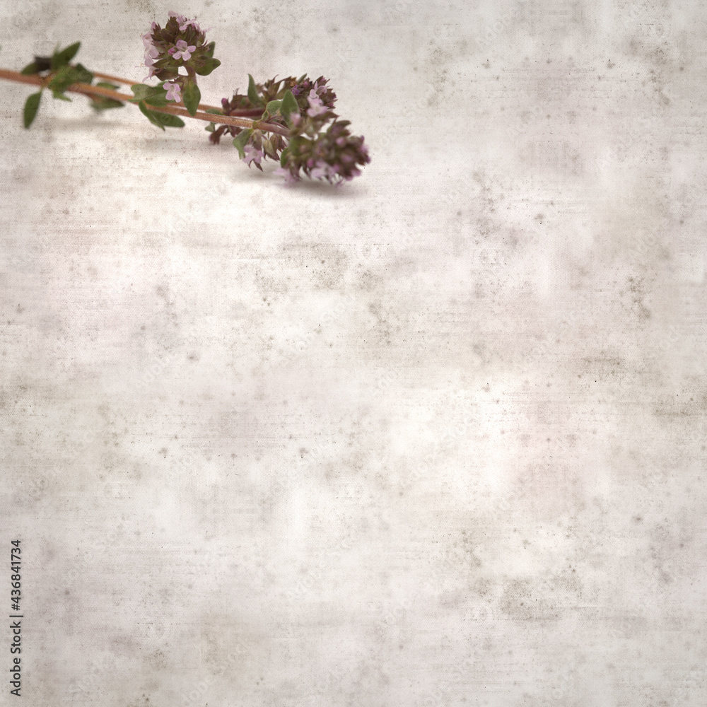 square stylish old textured paper background with sprig of thyme square stylish old textured paper background with sprig of thyme