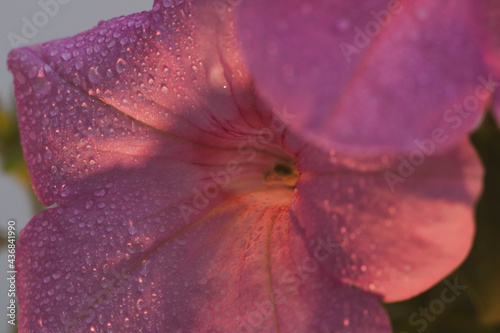 Petunia flowers with dew drops at sunrise in summer