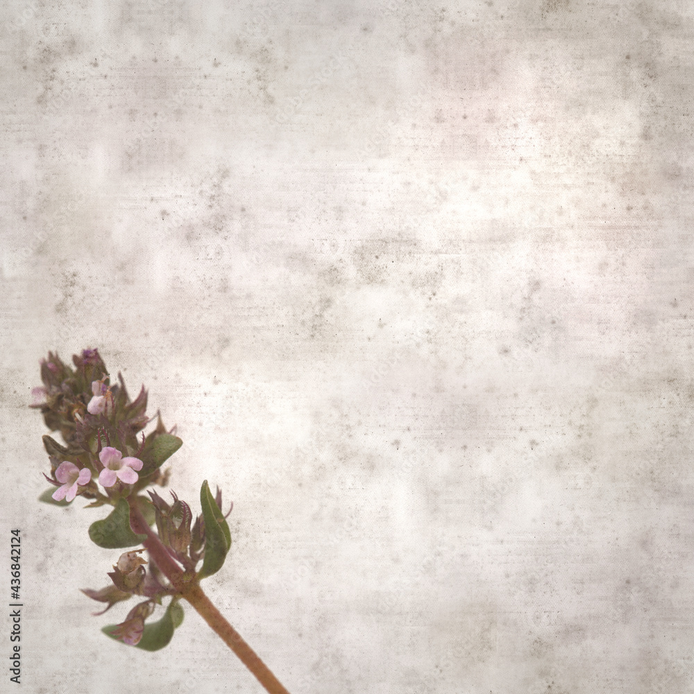 square stylish old textured paper background with sprig of thyme square stylish old textured paper background with sprig of thyme