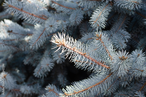 Fir branches. Christmas tree. Pine needles. Spruce. Pine cones.
