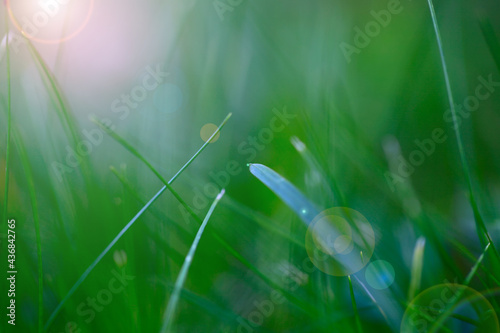 Blurred grass green background, close up pictures of leaves in a home garden, blurred green background, fresh green lawn with morning sun, lush green grass with morning sun