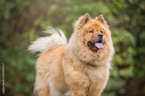 Tan Chow Chow dog in a forest