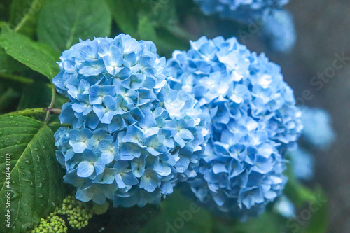 アジサイ 紫陽花 あじさい 美しい 綺麗 梅雨 雨 幻想的 落ち着いた 鮮やか グリーン ブルー 6月 
