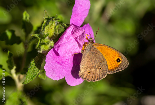 A beautiful butterfly, Scie...