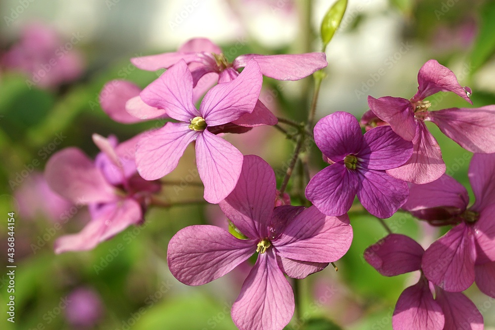 pink flowers