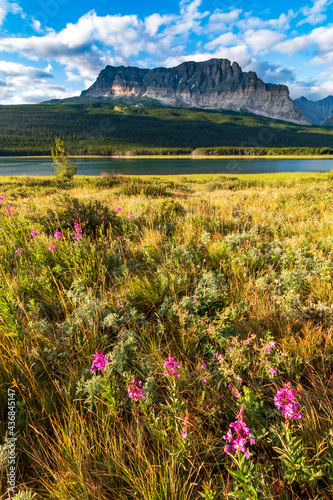 wild flowers in the meadows near lake Sherburne area and the Wynne mountain on the background during summer time.  photo