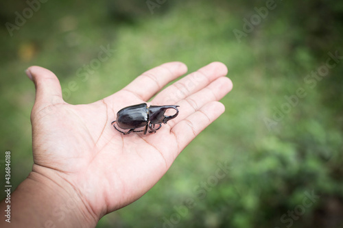 Beetle, holding the hand of the insect photo