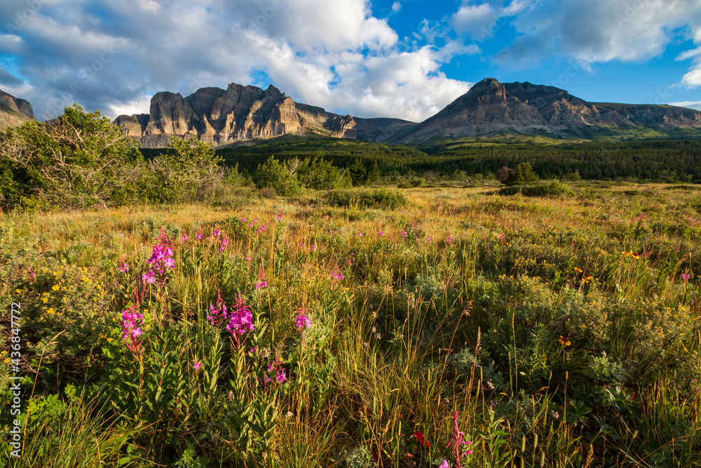 Fototapeta premium wild flowers on the summer meadow near Apikuni peak in Many Glacier area in Glacier national Park in Montana.