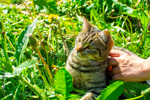 Cat in the grass on the street 