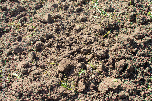 Bare earth in the garden soil cultivation vegetable garden
