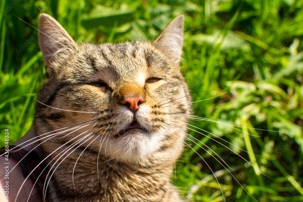 Cat in the grass on the street Cat in the grass on the street
