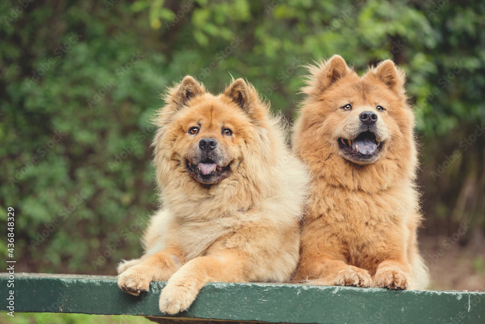 Two chow chow dogs in the forest
