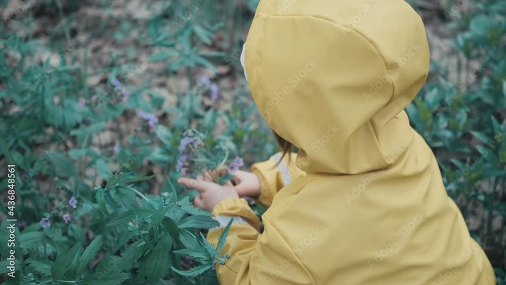 Little girl in a yellow hooded coat gathers early spring Pulmonaria obscura flowers in the forest. The concept of a happy childhood and nature walks