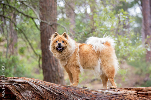 Chow Chow dog in the forest standing on a log photo