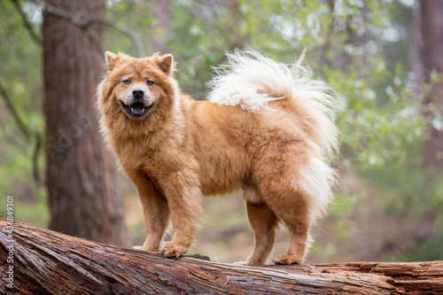 Tan Chow Chow dog in a forest
