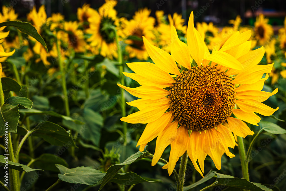 sunflower fully bloomed close up shot with blurred background and space for text at day sunflower fully bloomed close up shot with blurred background and space for text at day