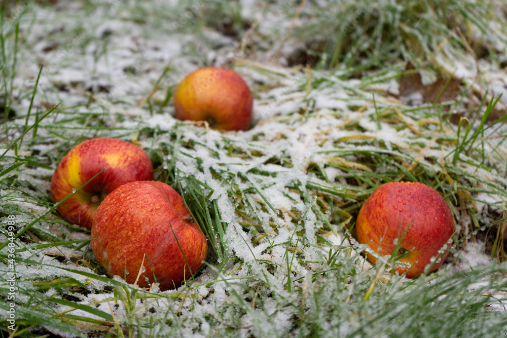 Red apples on green grass with white snow, cold winter day, close up, copy space Red apples on green grass with white snow, cold winter day, close up, copy space