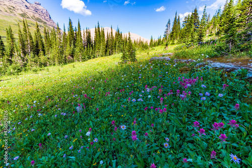 Fototapeta Naklejka Na Ścianę i Meble -  summer wild flowers scattered on the meadows and prairies in Glacier national park during summer. 