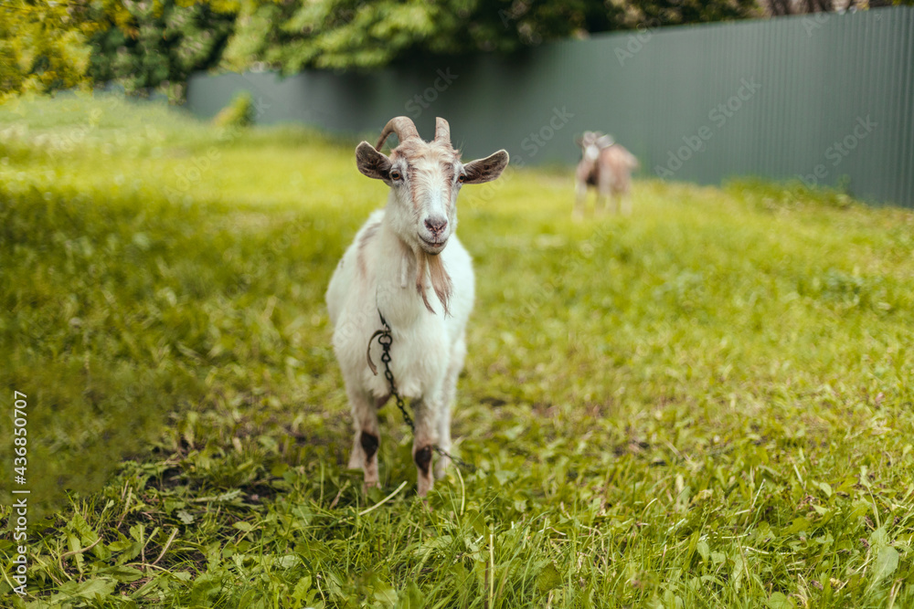 White goat with large horns eats grass in a village meadow. Summer or spring. White goat with large horns eats grass in a village meadow. Summer or spring.
